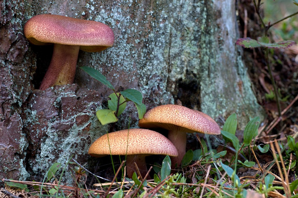 Oisterwijkse Bossen en Vennen Kampina natuurgebied natuur hdr oisterwijk Nationaal park Landschap Het Groene Woud hei heide bossen natuurmonumenten brabant